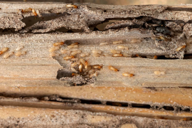Best Termite Control Services  in Selden, NY